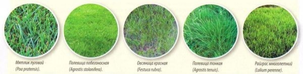 Яку газонну траву вибрати