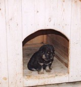 Як побудувати будку для собаки своїми руками