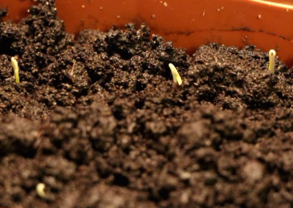 Як виростити розсаду помідорів на підвіконн