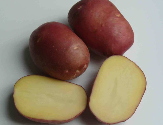 Сорти картоплі - опис і характеристики