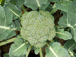 Вирощування капусти броколі у відкритому грунті