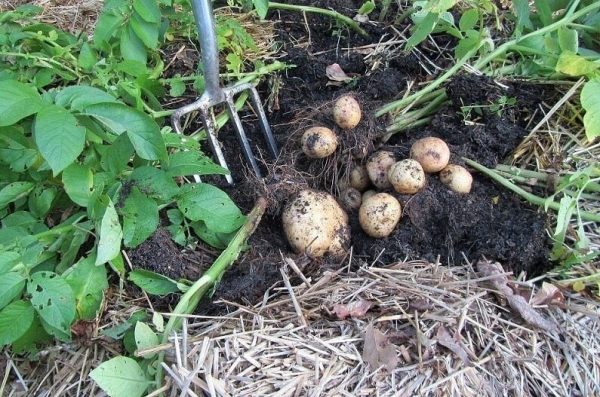 Як вирощувати картоплю під соломою