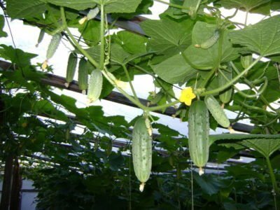 вирощування огірків в теплиці
