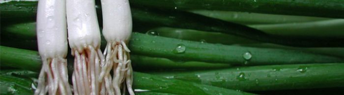 Зелена цибуля на підвіконні і секрети її вирощування