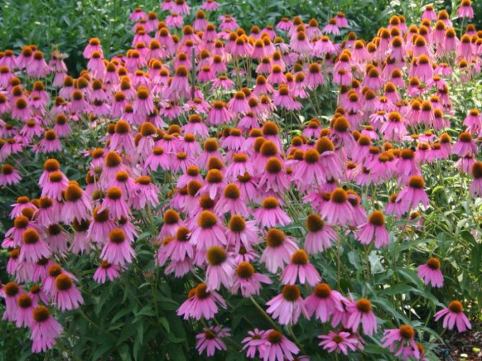 Ехінацея – посадка й догляд у відкритому грунті, фото квітів