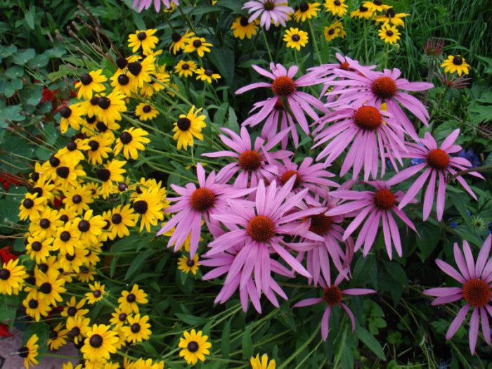 Ехінацея – посадка й догляд у відкритому грунті, фото квітів
