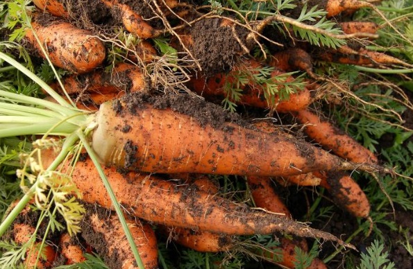Озимий посів моркви
