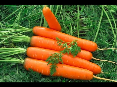 Озимий посів моркви