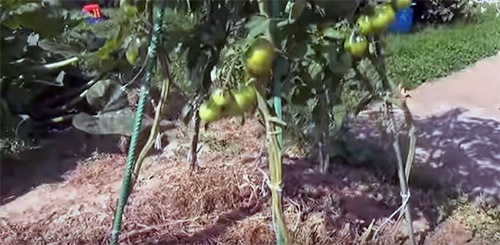 Як збільшити урожай томатів: перевірений спосіб