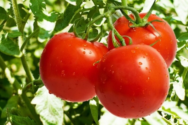 ранні сорти томатів