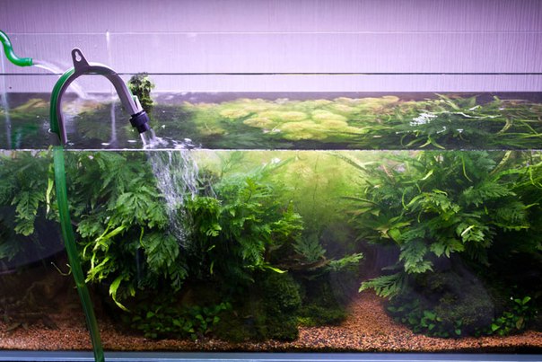 замена воды в аквариуме