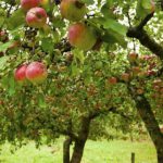 Посадка саджанців яблуні навесні
