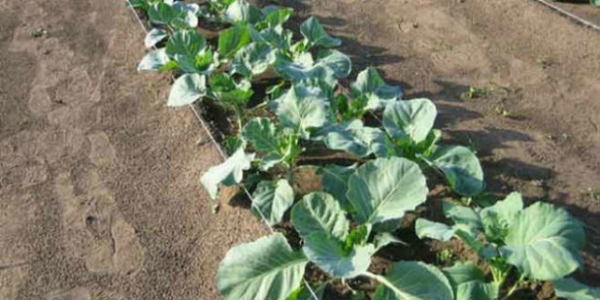 Вирощування капусти броколі