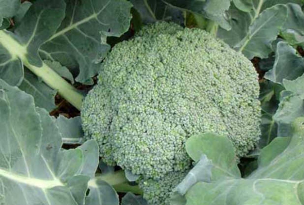 Вирощування капусти броколі у відкритому грунті