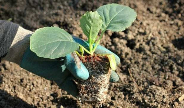 Вирощування капусти броколі
