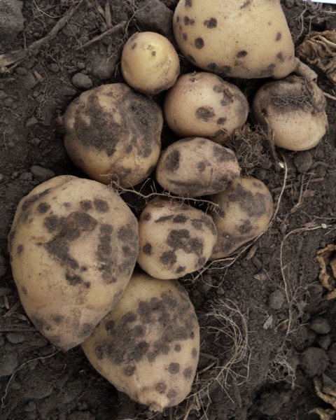Урожайность картофеля – как ее повысить без особых затрат!