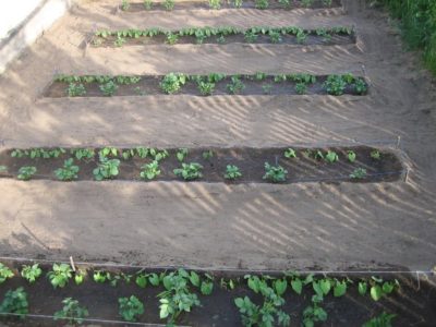 Стручковая спаржевая фасоль – выращиваем на собственном участке