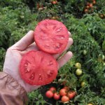 Як зібрати насіння помідорів
