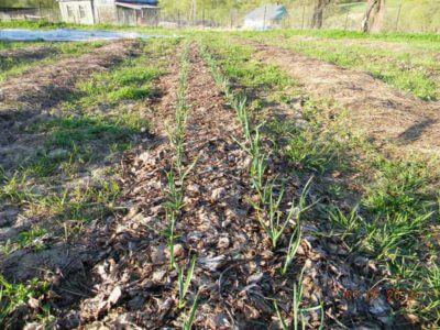 Подкормка чеснока весной как гарантия высокой урожайности
