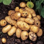 Врожайність картоплі – як її підвищити