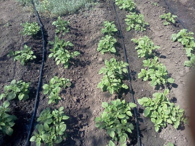 Врожайність картоплі – як її підвищити