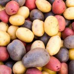 Нові сорти картоплі в Україні
