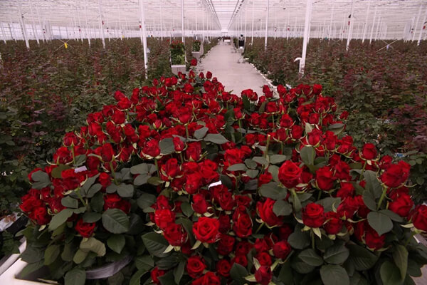 Основні правила вирощування троянд в теплиці