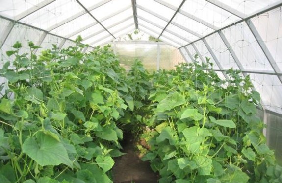 Вирощування і догляд за огірками в теплиці з полікарбонату