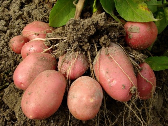 Особливості поливу картоплі у відкритому грунті