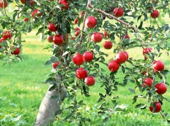 Вирощування яблуні сорту Джонатан