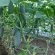 Вирощування і догляд за огірками в теплиці з полікарбонату