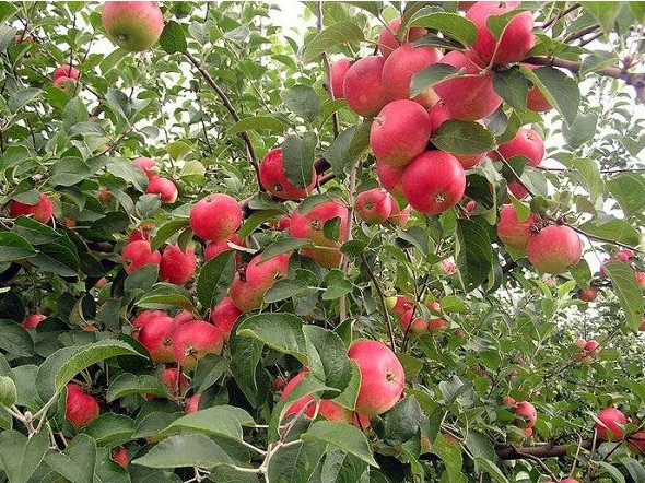 Вирощування яблуні сорту Джонатан