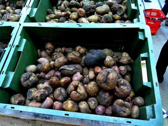 Особливості поливу картоплі у відкритому грунті