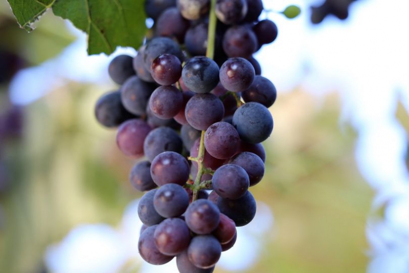 Найпопулярніші види і сорти винограду в Україні