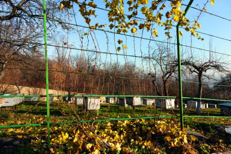 Найпопулярніші види і сорти винограду в Україні