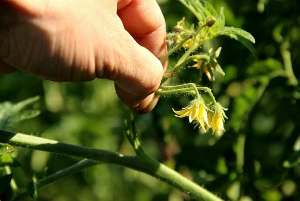 Як прискорити дозрівання томатів у теплиці: поради та способи