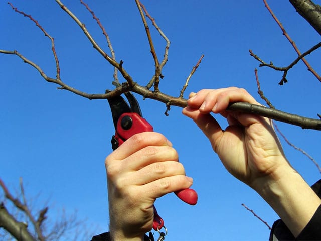 Як росте гранатове дерево: способи його вирощування