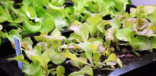 Вирощування салату вдома на підвіконні