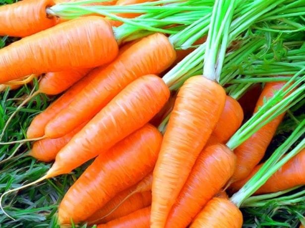 Як зберегти моркву в погребі до наступного врожаю