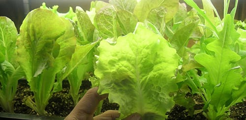 Вирощування салату вдома на підвіконні