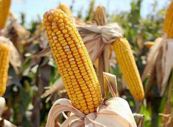 Як відрізнити кормову кукурудзу від харчової
