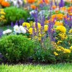 Рослини для саду